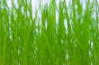 grass