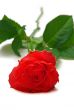 red rose