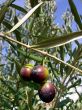 Olives of the South zone of Portugal