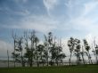 Trees along the beach