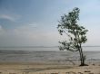 Lone Tree at the Beach