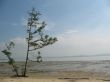 Lone Tree at the Beach