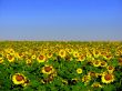 Field of sunflowers