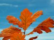 Oak leafs and sky