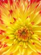 Sunny dahlia