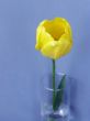 Yellow tulip in glass