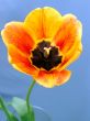 Orange tulip