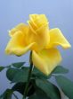 Yellow rose