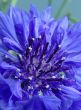 Blue cornflower