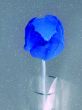 Blue tulip