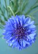 Flower Cornflower