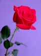Red rose