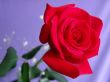 Red rose