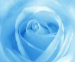 Blue rose