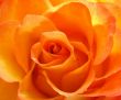 Orange rose