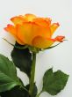 Orange rose