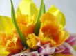 Yellow tulips