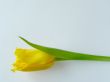 Yellow tulip