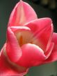 Rosy tulip
