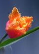Beautiful tulip