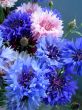 Blue flowers