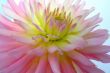 Fine rosy dahlia