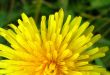 Yellow dandelion