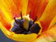 Orange tulip