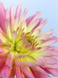 Soft pink flower dahlia