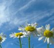 Ox-eye daisy and sky