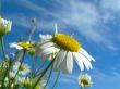 Ox-eye daisy and sky