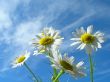 Ox-eye daisy and sky