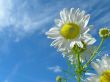 Ox-eye daisy and sky