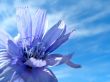 Blue flower