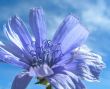 Blue flower