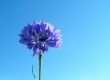 Blue flower