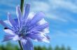 Blue flower