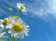 Ox-eye daisy and sky