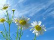 Ox-eye daisy and sky