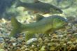 river fish living in Aquarium