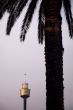 sydney tower