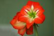 red flower
