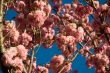 blooming tree
