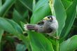 birdie