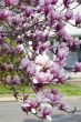 Cherry Blossoms