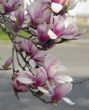 Cherry Blossoms