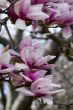 Cherry Blossoms
