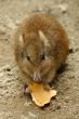 mousie