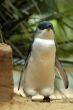 little pengui