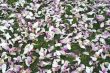 Carpet of Flowers